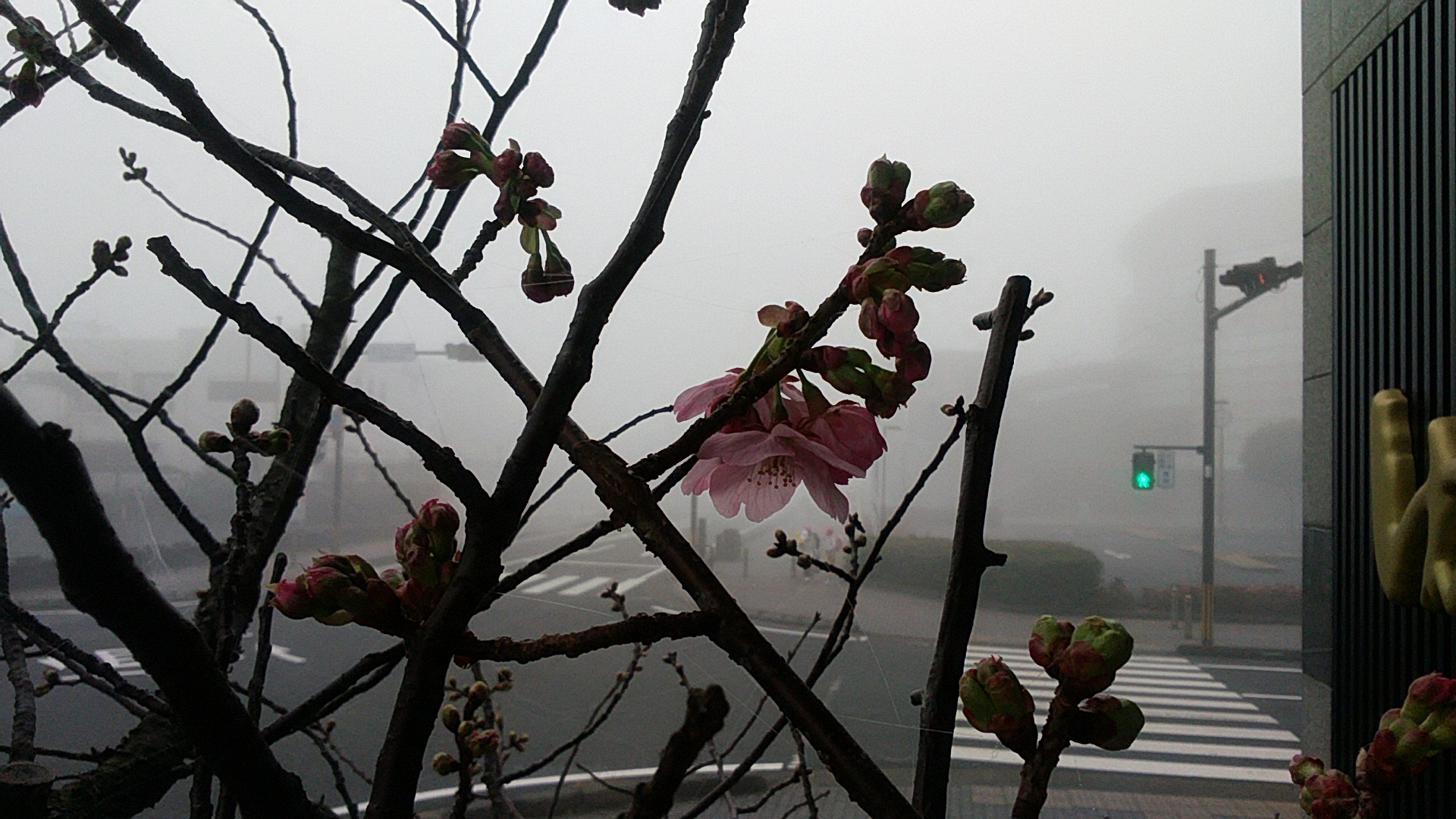 霧と桜.jpg