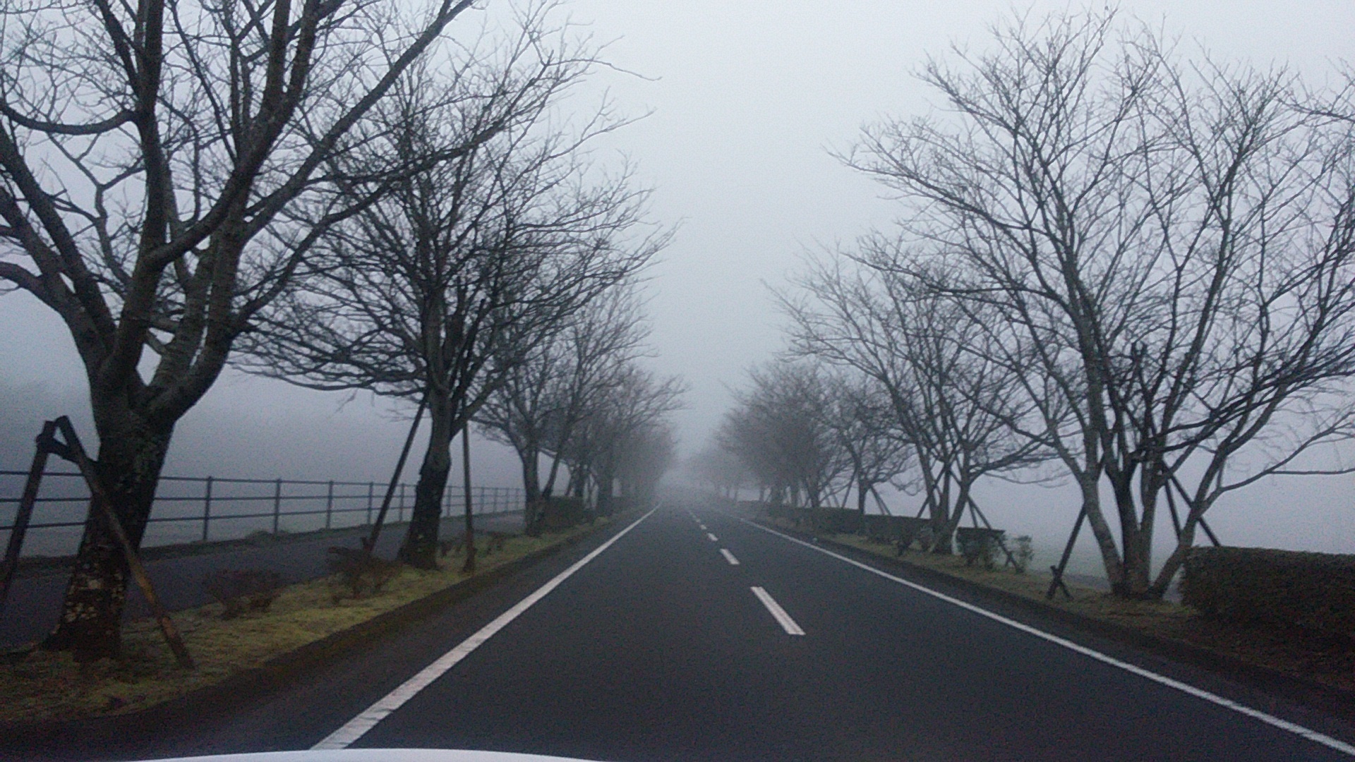 霧と桜並木.jpg